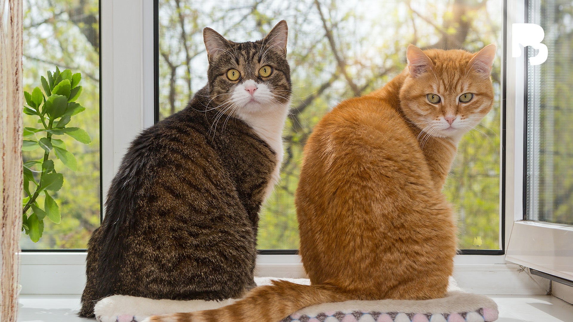 ByteBlog: Indoor vs. Outdoor Cats Explained