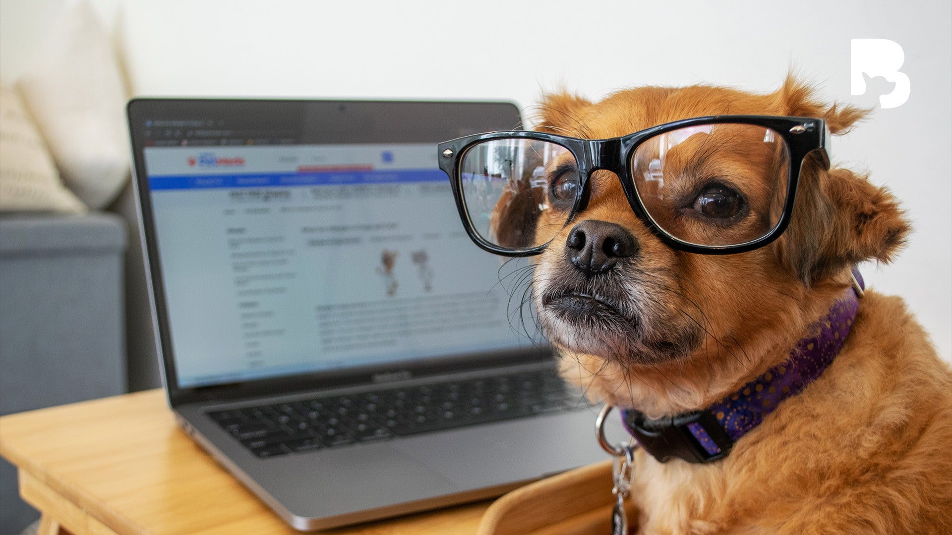 ByteBlog: Are Some Dog Breeds Just Smarter?
