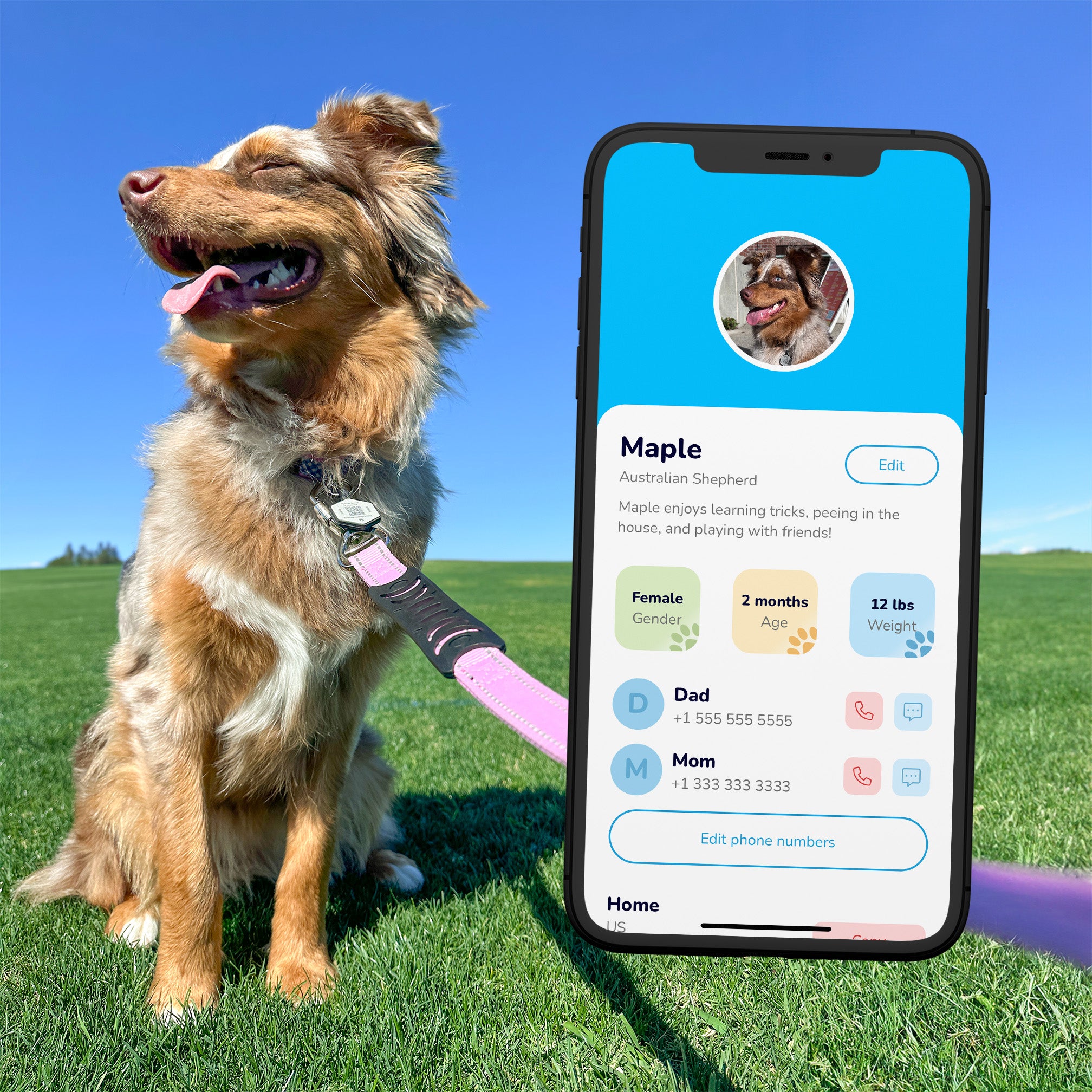 Australian shepherd wearing ByteTag with pet profile featured next to her.