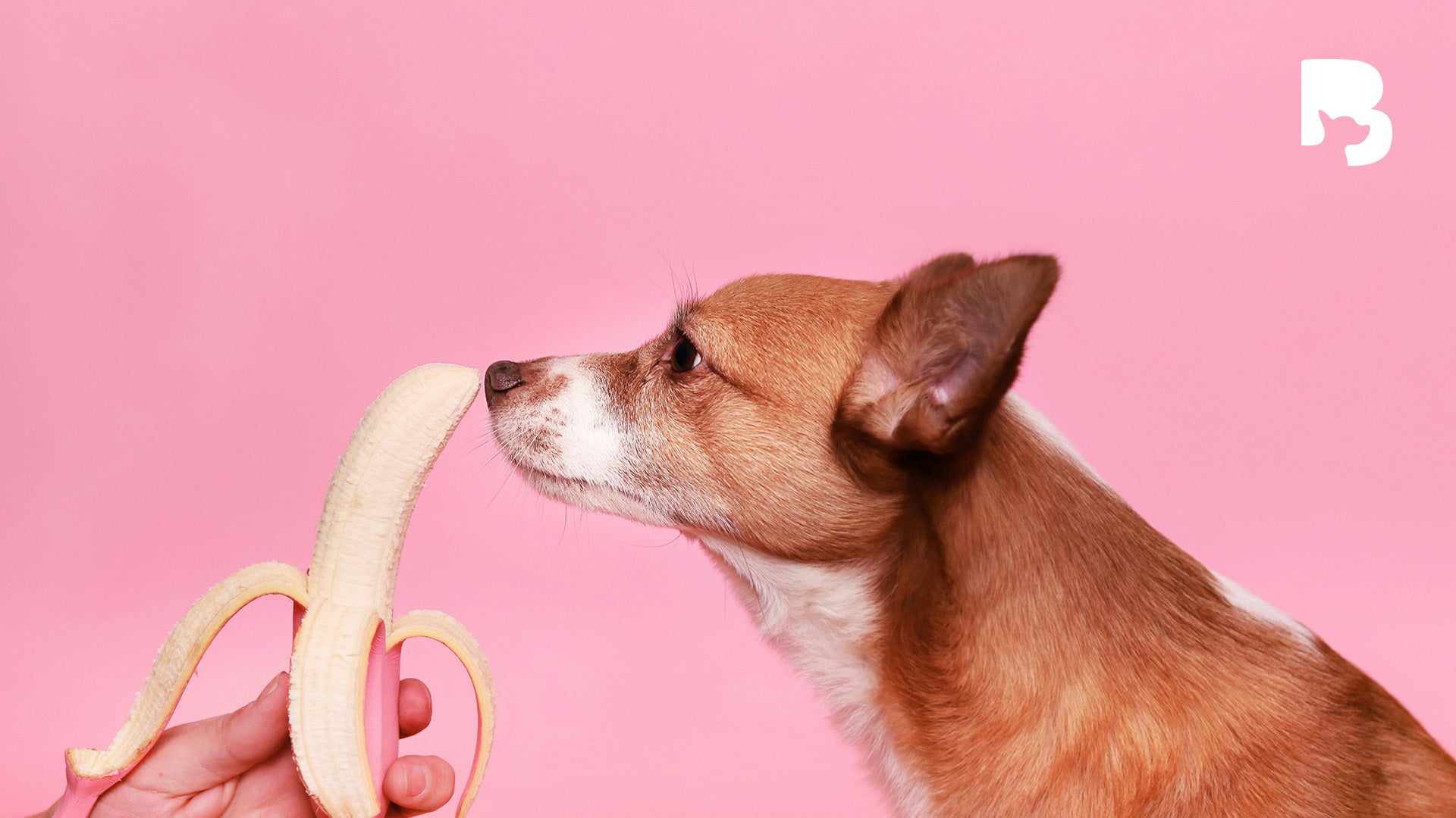 ByteBlog: 10 Foods Your Dog Should NEVER Eat